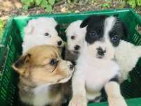 Donez cățelușii din bichon Maltez