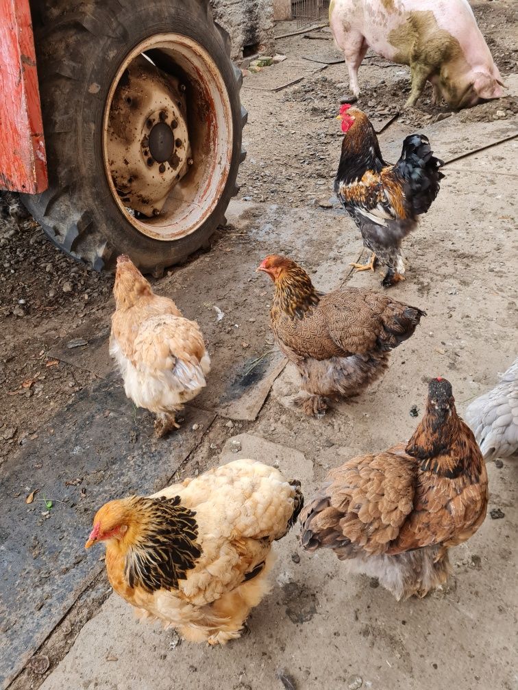 Ouă rasa Brahma pentru incubat.