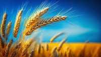 Поставка пшеницы ,комбикорма и отрубей