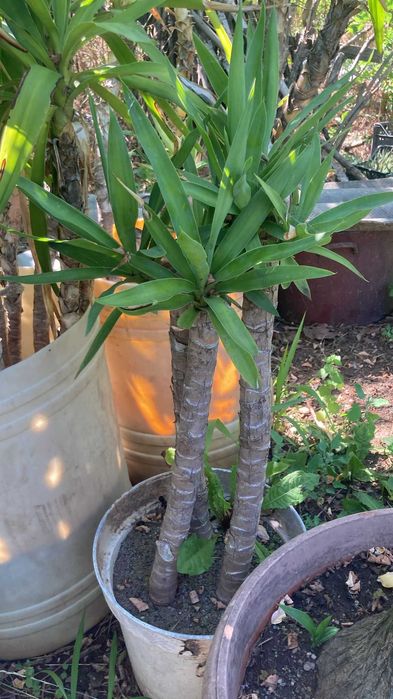 Planta de apartament Yuka, diverse marimi