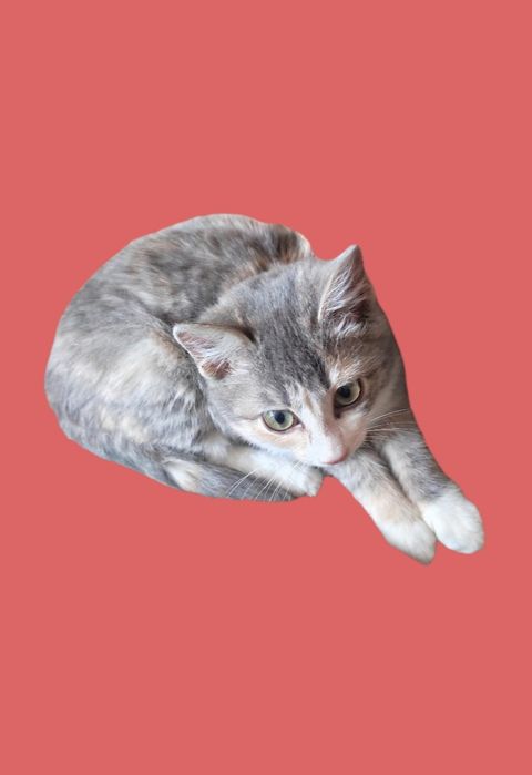 Котёнок 3,5месяца , девочка