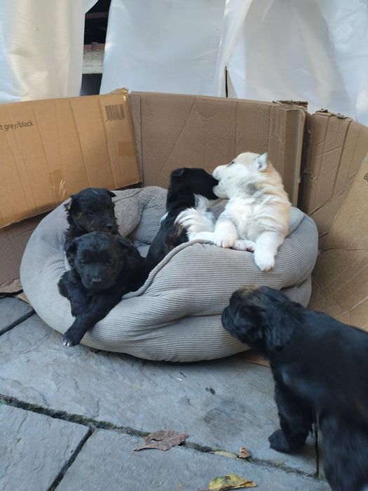 Donez pui metis drăguți și jucausi