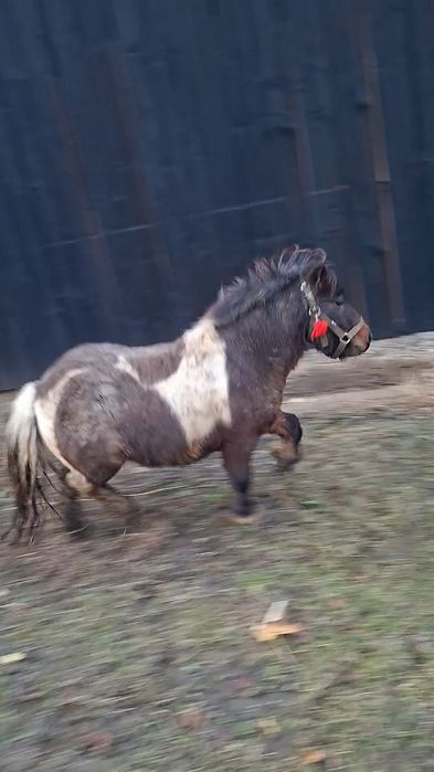 Ponei armăsar talie mică