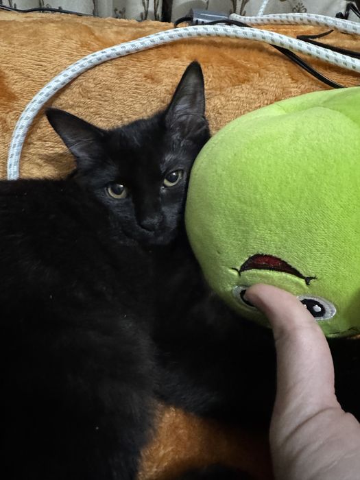 Mikiduță isi cauta casuta