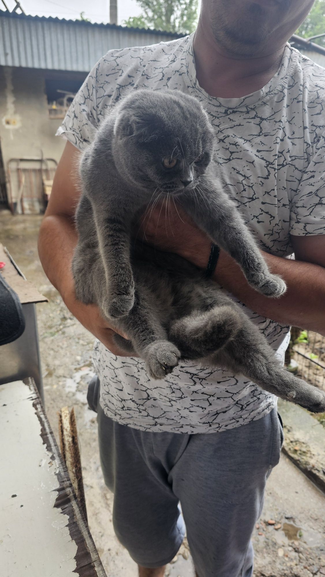 Кошка скотиш фолд