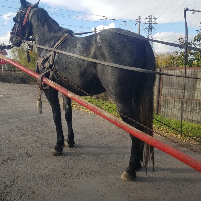 Vind iapa de trei ani