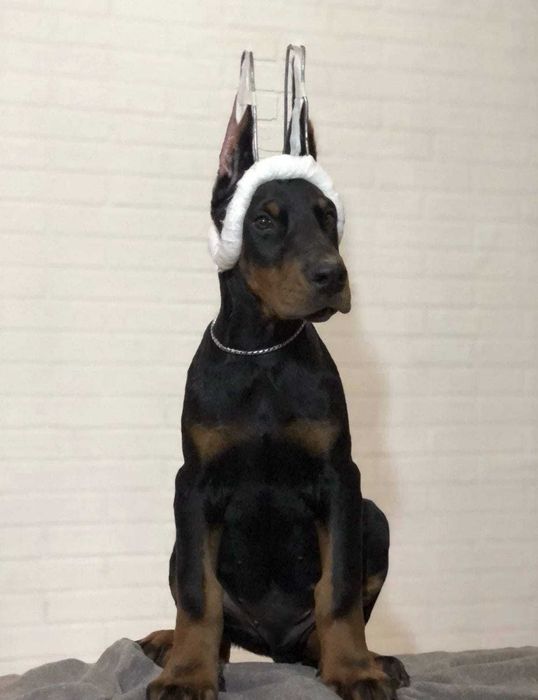 Pui de Doberman European