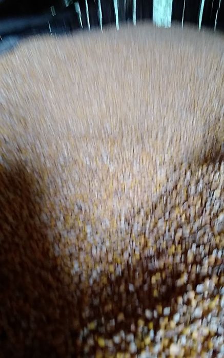 Vand porumb boabe recolta 2025