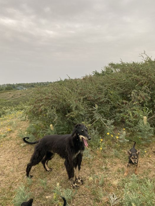 Продам тазы  тайган