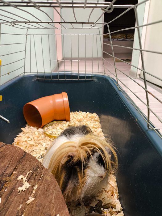 Морско свинче - мъжко