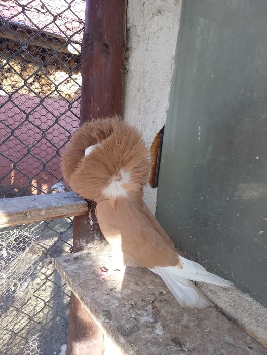 Гълъби Якалии и петли