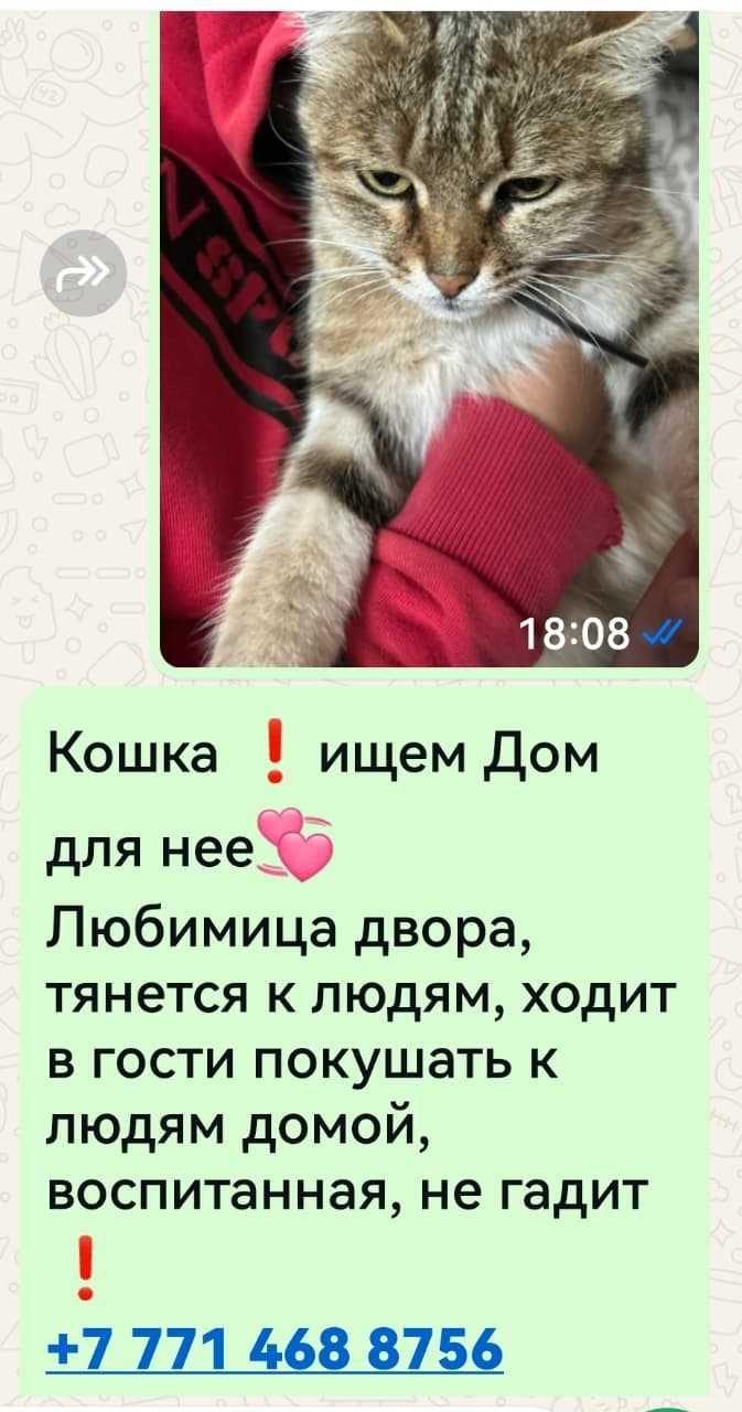 Кошке нужен дом!