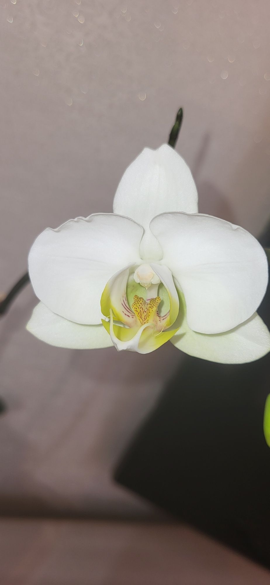 Продам Белую орхидею из домашней коллекции