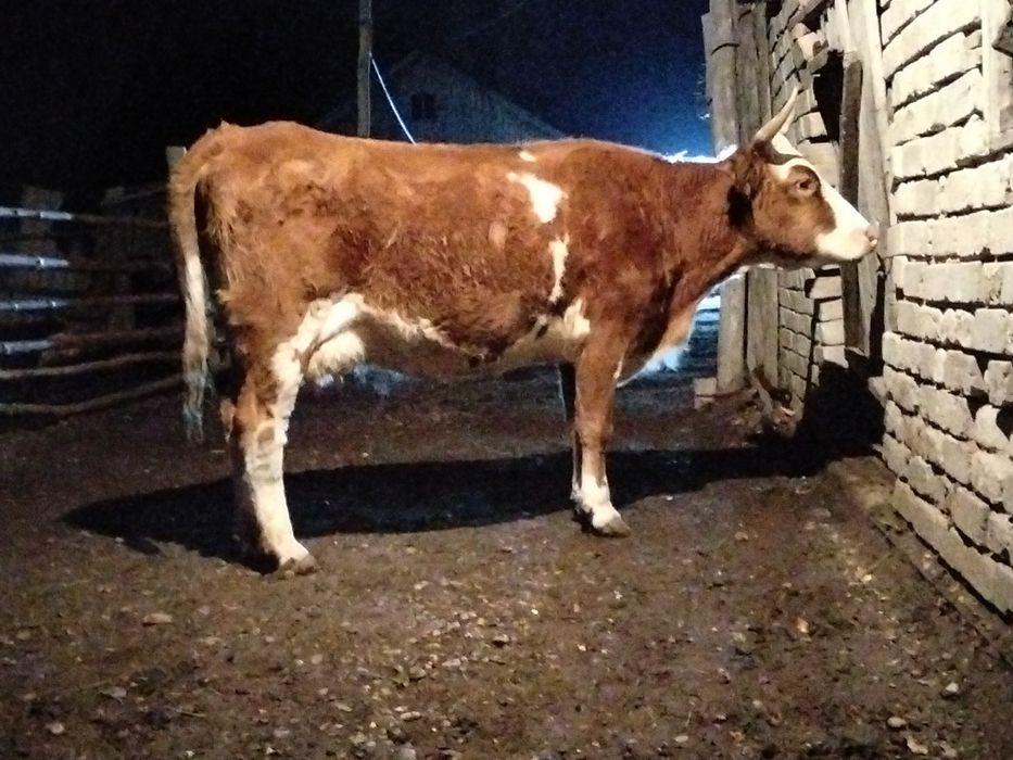 Сиыр сатылат 5жаста