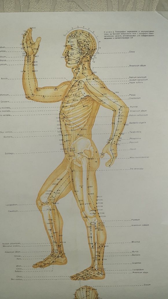 атлас тела человека и акупунктура.
