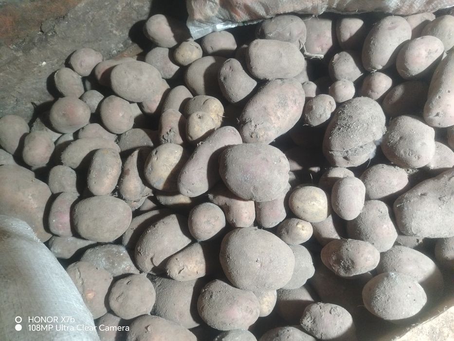 Картофель красный