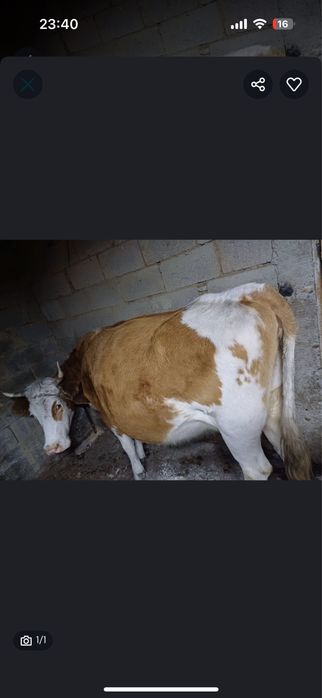 Мясо. Соғым. Скотина