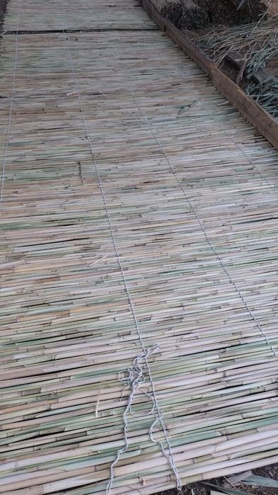 Камыс. Ши бар...