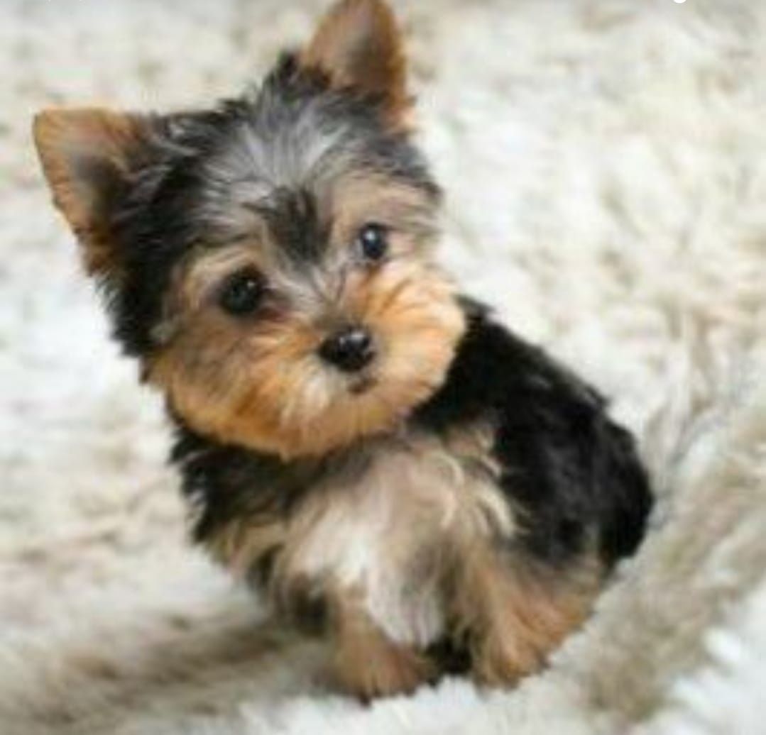 Yorkshire terrier Fetiță
