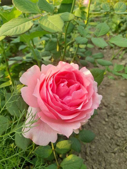 Англиские Розы и Голландские розы
