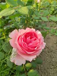 Англиские Розы и Голландские розы