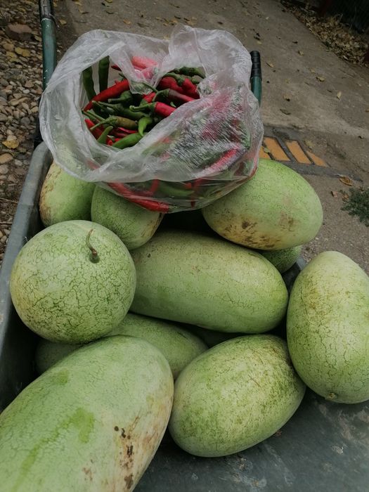 Alimente proaspete cultura Eco