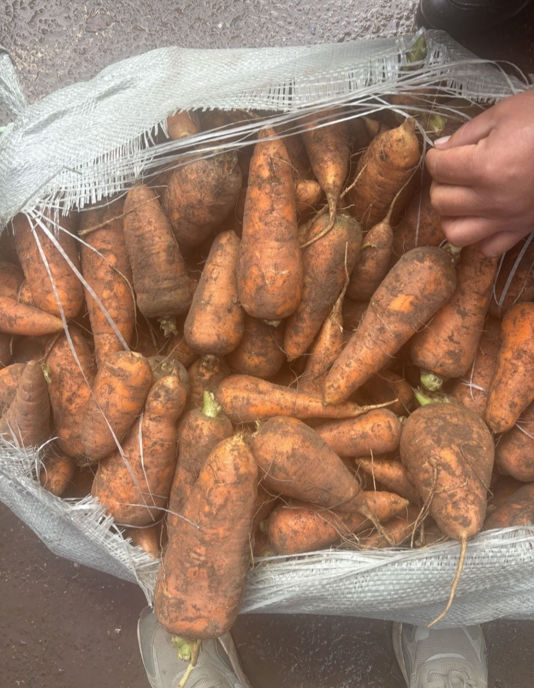 Морковь Абако и Каскад. Только оптом.