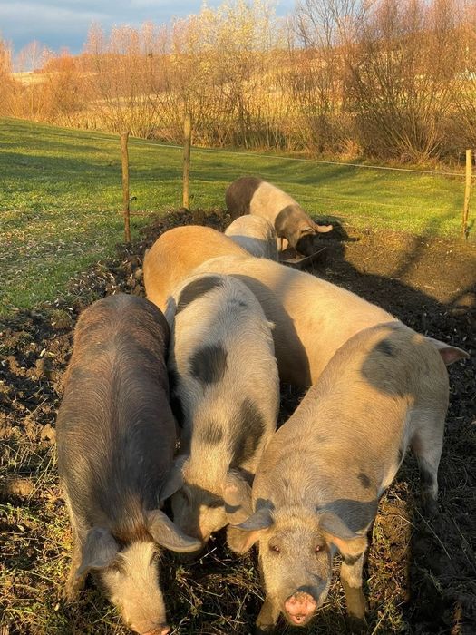 vând porumbe albi , incaltati tineri cu cusma