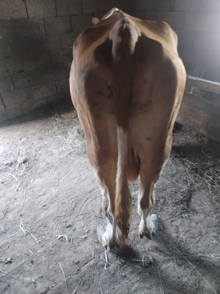 Vind vaca gestanta în cinci luni