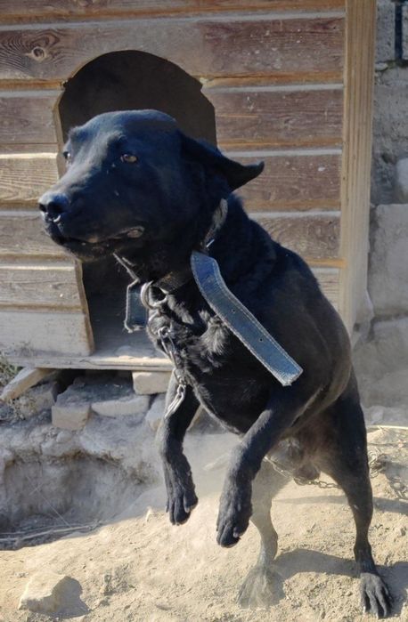 Собака Лабрадор бесплатно Отдам в хорошие руки.