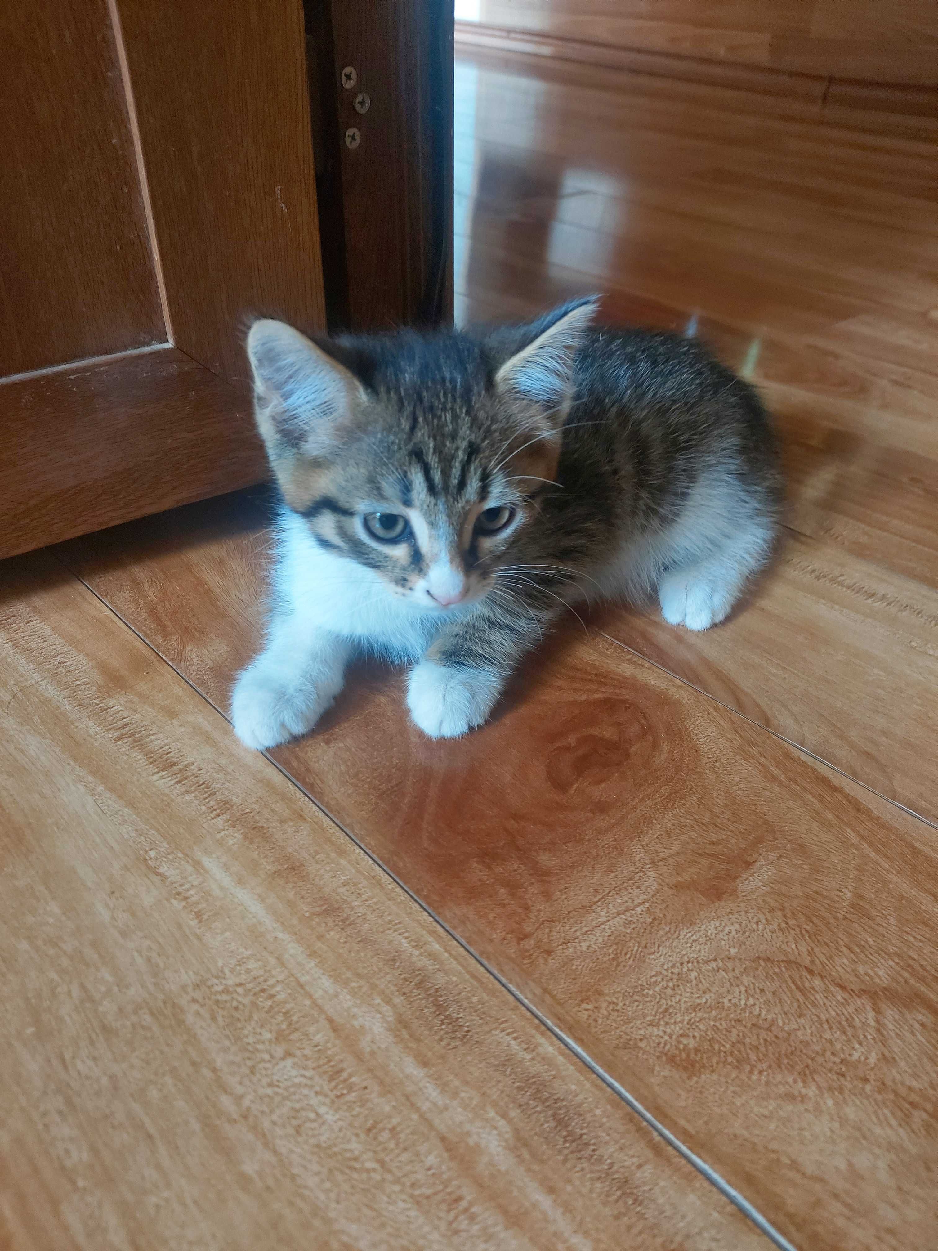 Котята бесплатно