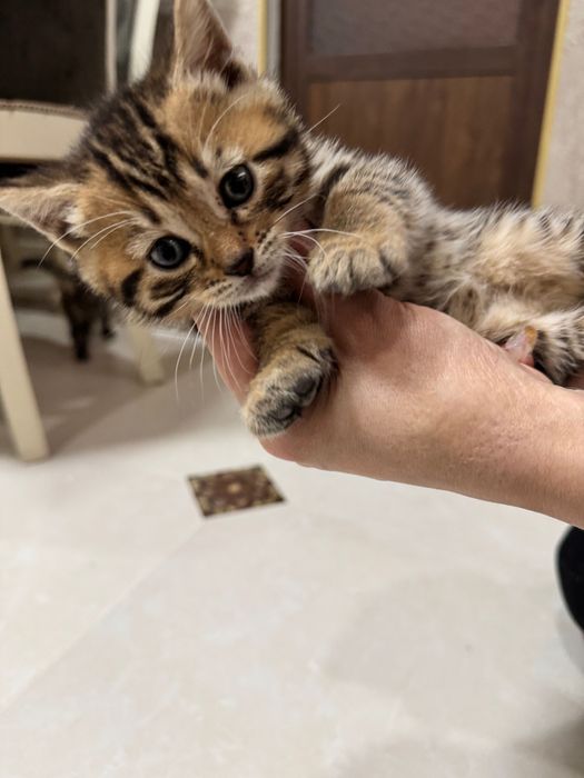 Котята скотиш фолд и страйт