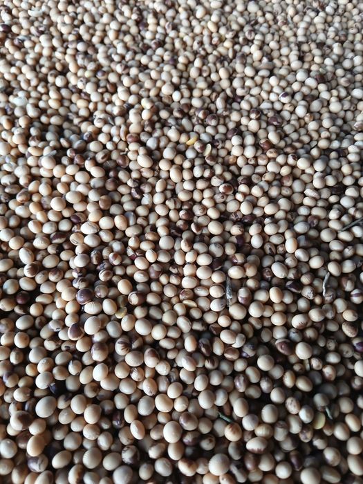 Vand Soia Pioneer M10 si Kws Chiaki 2025