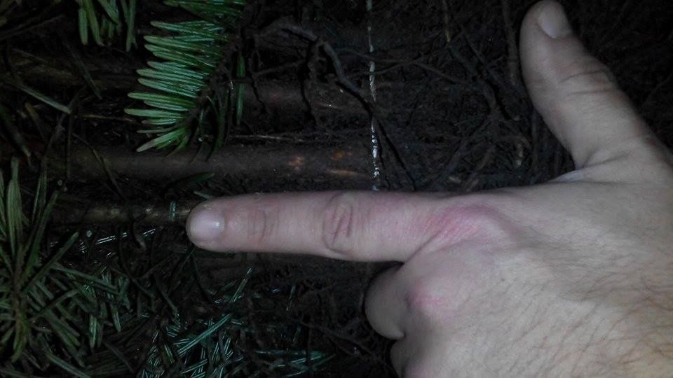 Puieti ornamentali de brad normandian,la super pret!