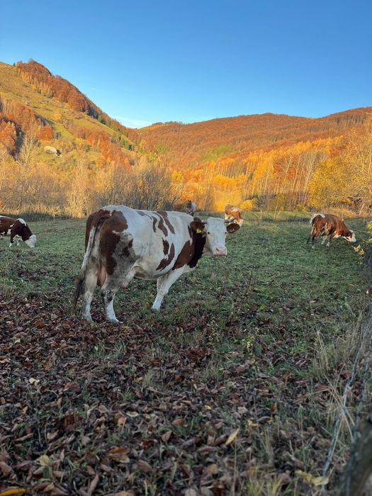 De vânzare vaca de 6 ani