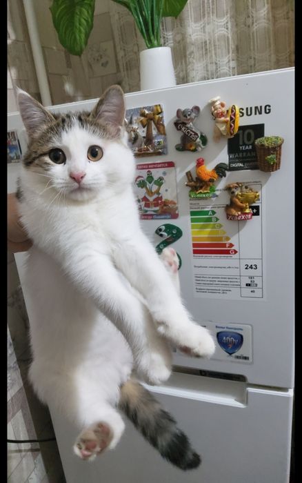 Отдадим котика в добрые руки