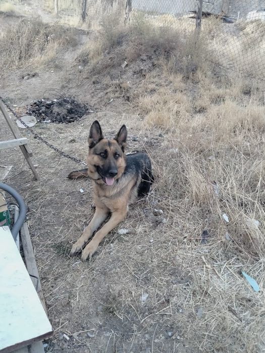 Немецкая Овчарка