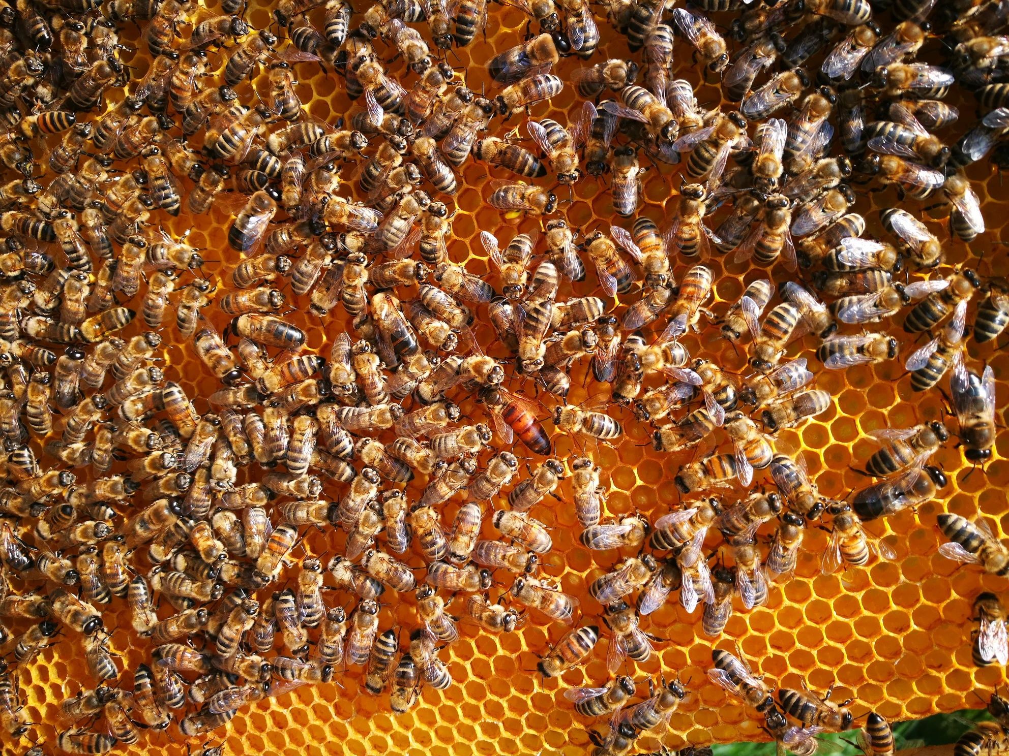 Familii de albine