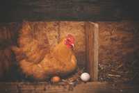 Ouă proaspete de găină de curte crescute natural