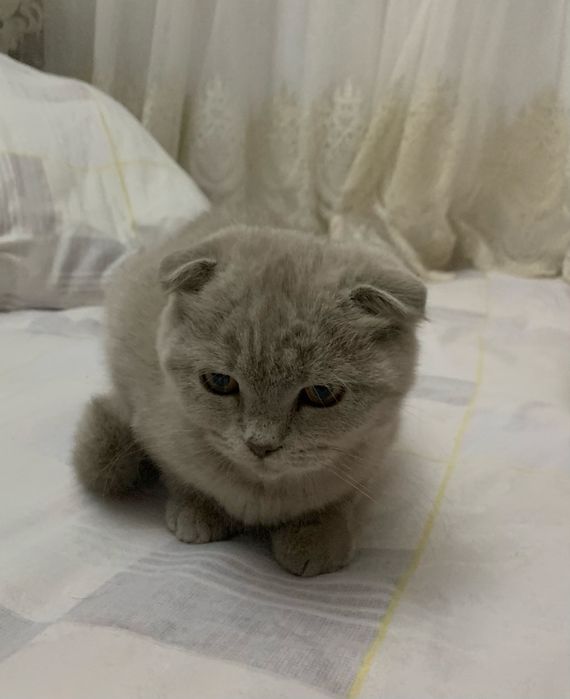 вислоухый шотландский котик