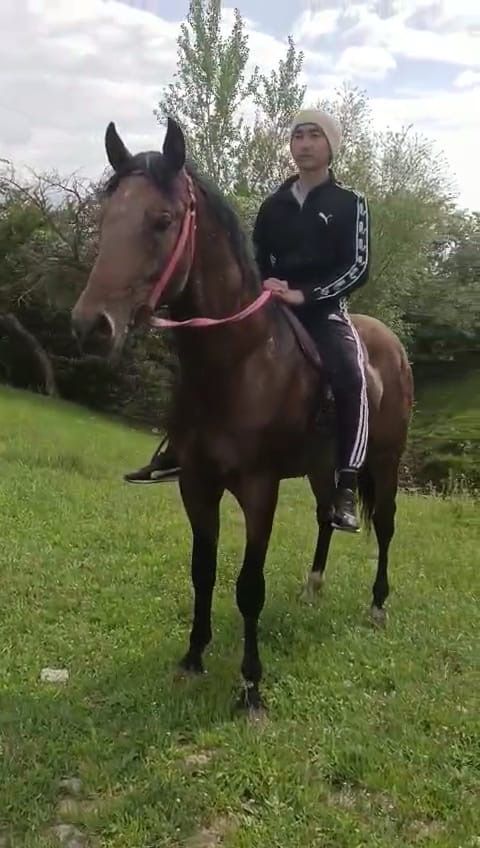 Лошадь Англиская/Донская