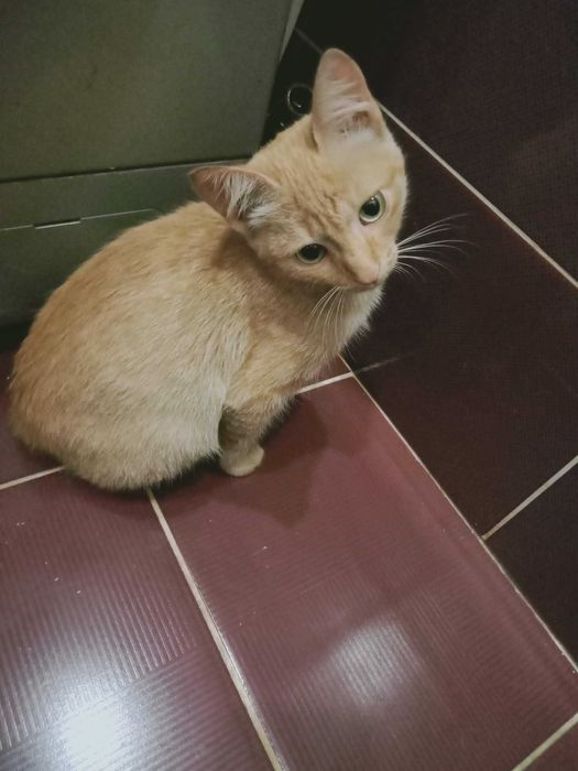 Отдам котенка  мальчик  2 месяца  в добрые руки