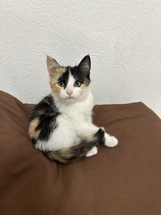 Котенок девочка добрым людям