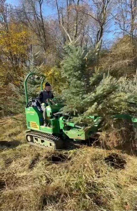 Puieți de Brad Normandian & Molid Argintiu cu balot – 1.5–3m – 150 lei