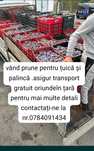 Prune pentru țuică sau pălincă producție 2025 cu transport la domicili