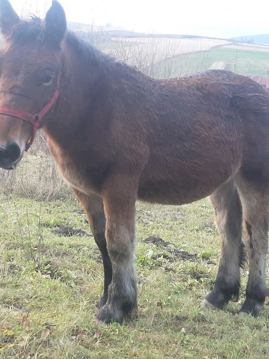 Vând doi mânji de 7 luni sau schimb cu vitei intarcati sau oi