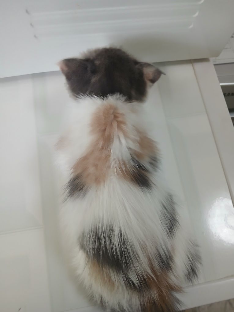 Scottish fold sotladi (pul zarl bundan arzon narxda topomisla)