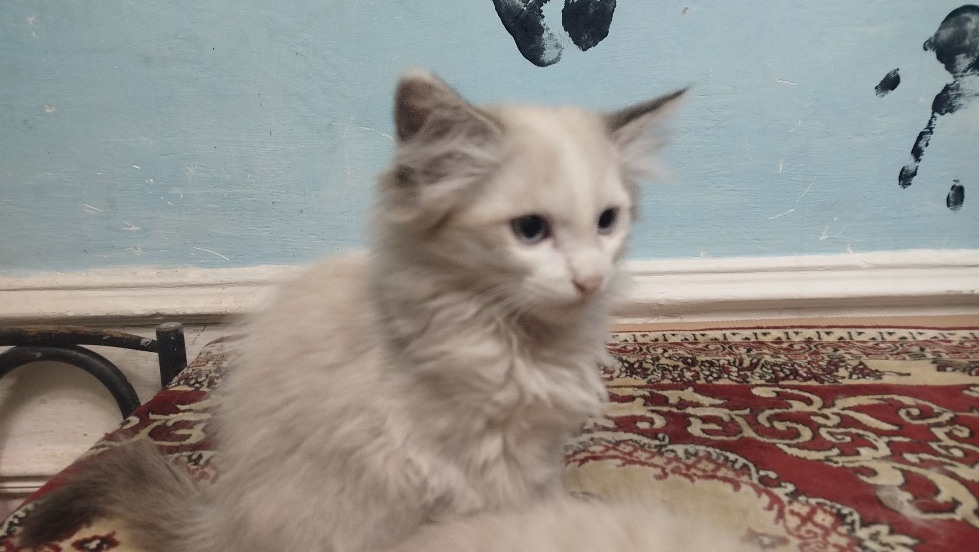Котята очень игрымы,пародисты,и любви обильные!
