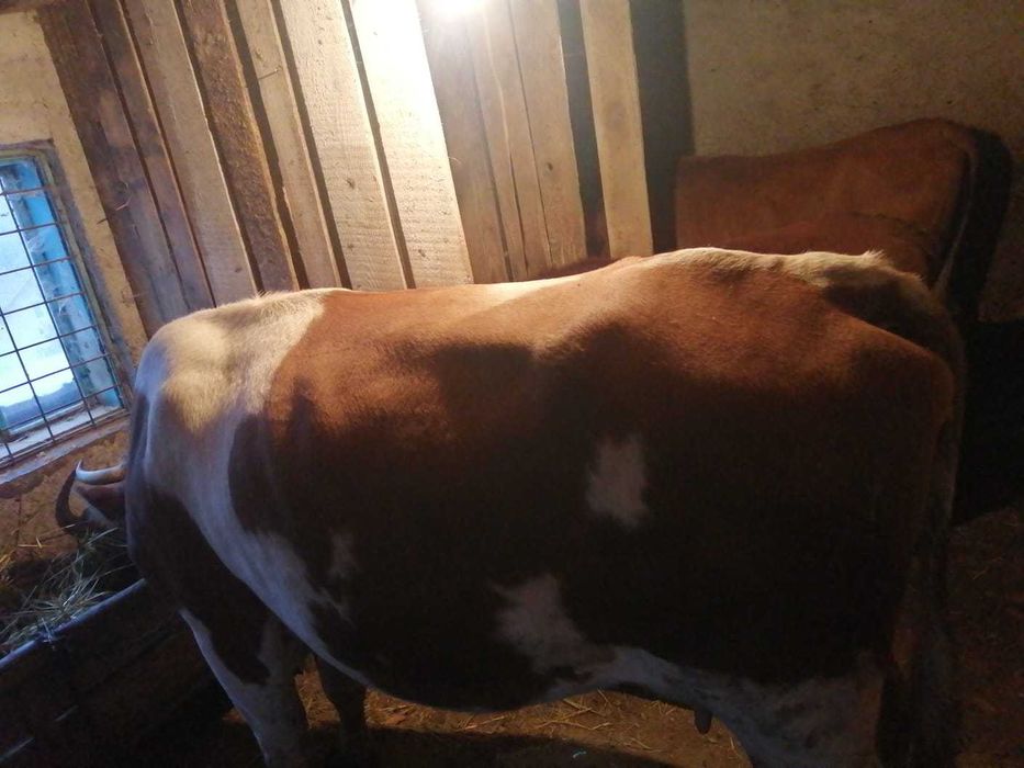 Vaca de vanzare  pentru detalii sunatii