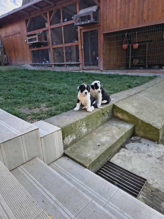 Ciobanesc de Asia Centrala(Alabai)